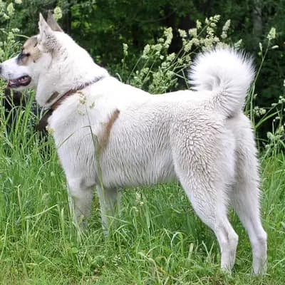 Laika (westsibirisch) – Hunderasse