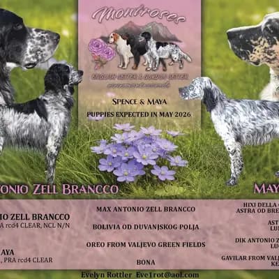 Zauberhafte English Setter Welpen werden voller Freude erwartet – Gordon Setter Welpe, Sachsen, 由...饲养 Gordon Setter und englische Setter aus Sachsen