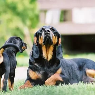 Black and Tan Coonhound – Hunderasse