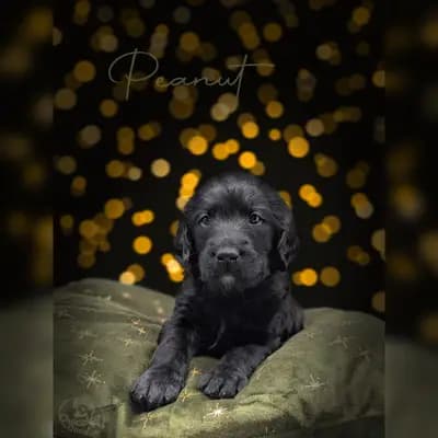 Peanut – Labradoodle (Labrador x Pudel) Welpe, Niedersachsen, Raised by ChocoDoodle