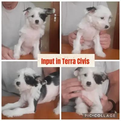 Input – Chinese Crested Dog Welpe, Bayern, Aufgezogen von Terra Civis - Ich bin nichts für schwache Nerven