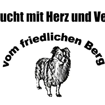 Rüde 1 – Shetland Sheepdog Welpe, Baden-Württemberg, Criado por Hundezucht vom friedlichen Berg
