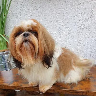 Reinrassige Shih Tzu Mädchen – Shih Tzu Welpe, Hessen, 由...饲养 Shih Tzu made in Germany