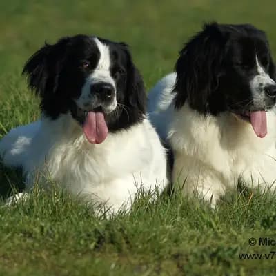 Aniella