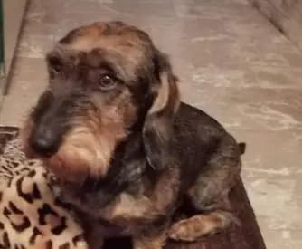 A-Wurf – 腊肠犬 Wurf, Bayern, 由...饲养 Dackel vom Schwindauer-Land