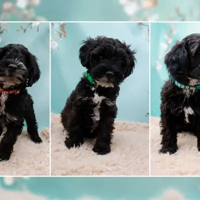 Tibet-Doodle F1, liebevoll aufgezogen aus familiärer Vereinszucht, untersuchte Eltern! – Tibet Terrier Welpe, Nordrhein-Westfalen, Raised by Stouky´s Tibet Terrier