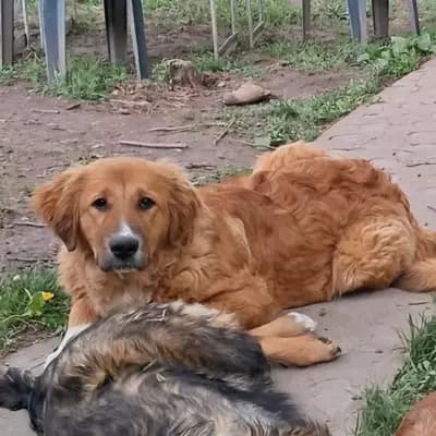Teddy – Ciobanesc Romanesc Carpatin, Brandenburg, Im Tierheim Tierschutzverein Pfote sucht Glück e.V.