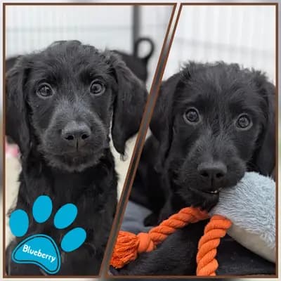 Fruit and Veggies – Labradoodle (Labrador x Pudel) Welpe, Niedersachsen, Raised by ChocoDoodle