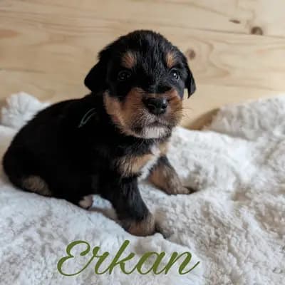 Erkan – Wäller Welpe, Niedersachsen, 由...饲养 Wäller aus der Obergrafschaft