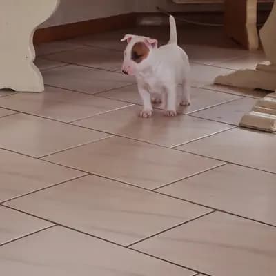 Adonis – Miniature Bullterrier Welpe, Baden-Württemberg, 由...饲养 Von den Walliser's