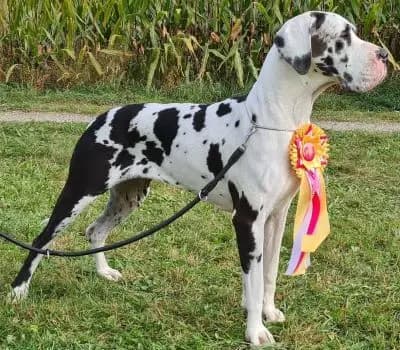 Baghira von der Waldschmiede – Deutsche Dogge Welpe, Nordrhein-Westfalen, 由...饲养 Deutsche Doggen von der Waldschmiede