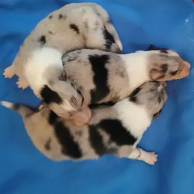 3 Traumhafte Colliewelpen blue merle VDH/DCC – Collie (Kurzhaar) Welpe, Bayern, Aufgezogen von Forever mind Collies im Herzen Bayerns