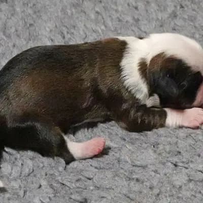 Kim – Tibet Terrier Welpe, Niedersachsen, 由...饲养 von Rmi.lam Khyi