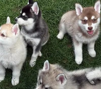 Unbenannt – Alaskan Klee Kai Welpe, Baden-Württemberg, 由...饲养 Alaskan Klee Kai at Aurora