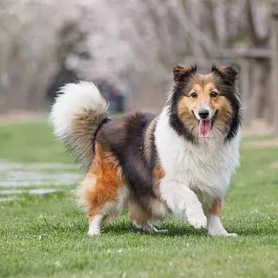 Shetland Sheepdog – Hunderasse