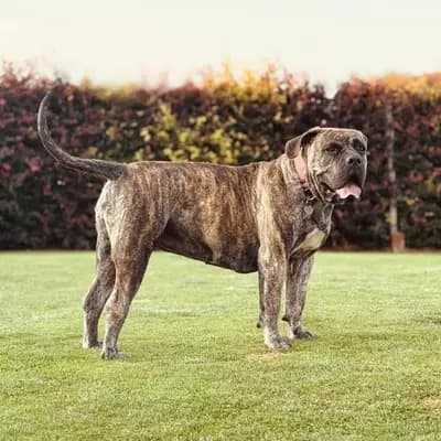 A-Wurf – 南非獒犬 Wurf, Niedersachsen, 由...饲养 Wolfsberg Boerboels