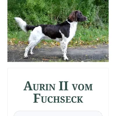 Aurin