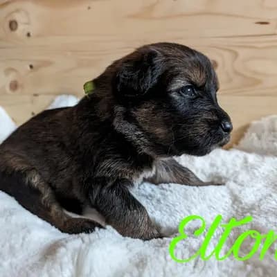 Elton – Wäller Welpe, Niedersachsen, 由...饲养 Wäller aus der Obergrafschaft