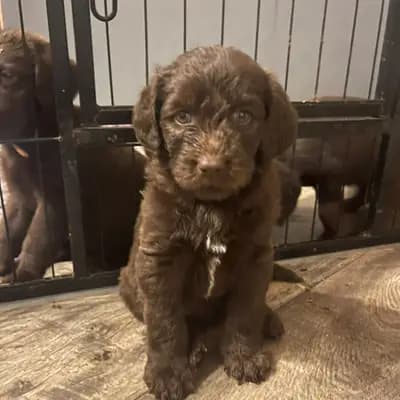 Labradoodle F1 Schokobraun – Labradoodle (Labrador x Pudel) Welpe, Bayern, Raised by Großpudel und Labradoodle vom Wörther Schlösschen