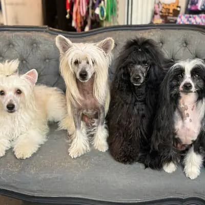 Chinese Crested, Powderpuff – Chinese Crested Dog Welpe, Niedersachsen, 由...饲养 The Bushwalker