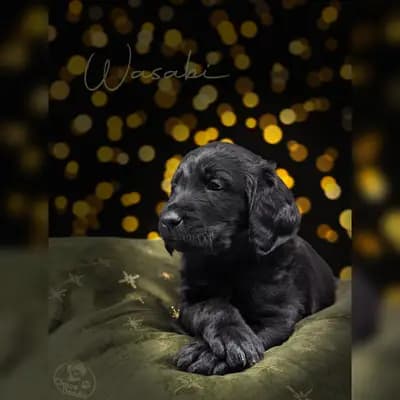 Wasabi – Labradoodle (Labrador x Pudel) Welpe, Niedersachsen, Raised by ChocoDoodle