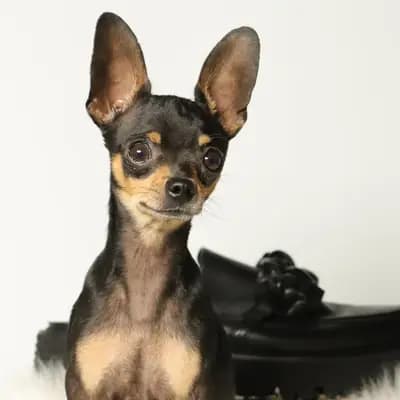 Deckrüde- Eleganter, kurzhaariger Russkiy Toy Deckrüde – Russkiy Toy (Kurzhaar) Welpe, Niedersachsen, 由...饲养 Hundezucht "von Toy-Hit"