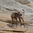 Foto der Rasse Plott Hound