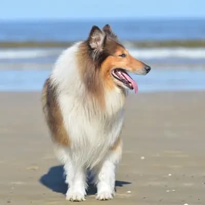 Britischer Collie – Hunderasse