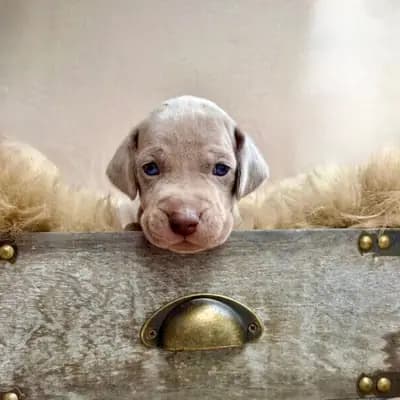 Rot – Weimaraner Welpe, Baden-Württemberg, 由...饲养 Weimaraner from Spirit of Eywa