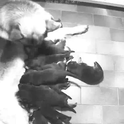 Lennard – Deutscher Schäferhund Welpe, Mecklenburg-Vorpommern, 由...饲养 Frank Herholz