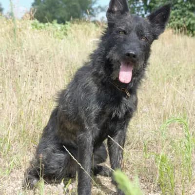 Ardennes S-Wurf – 阿登牧羊犬 Wurf, Bayern, 由...饲养 Bouvier des Ardennes Zuchtstätte Hasenhirsch