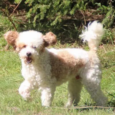 Campino