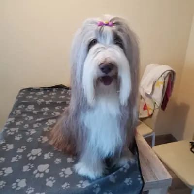 Milan – Bearded Collie Welpe, Sachsen, 由...饲养 Heart Diamond Bearded Collies