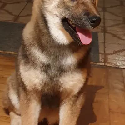 Shiba inu puppies – Rufus and Rex – 柴犬 Wurf, Gespanschaft Međimurje, 由...饲养 LENA OD MURE