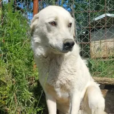 Cindy – Mischling, Im Tierheim Animal Souls e.V.