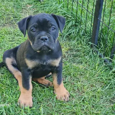 Bell – Old English Bulldog Welpe, Brandenburg, 由...饲养 Bulldoggen von der Rudolfshöhe