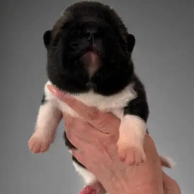 Bonnie – Amerikanischer Akita Welpe, Baden-Württemberg, 由...饲养 On the highest