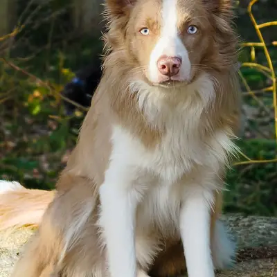 B-Wurf – Border Collie Wurf, Oberösterreich, Raised by RedRockDragon Border Collies