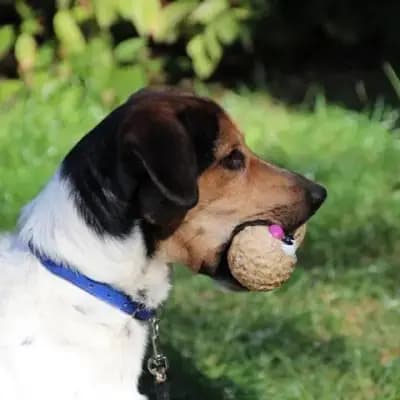 Boji – Entlebucher Sennenhund, Brandenburg, Im Tierheim Tierschutzliga Stiftung Tier und Natur - Tierschutzliga-Dorf