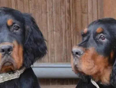 Rüde 2 lila (Mogli) – Gordon Setter Welpe, Bayern, 由...饲养 Black Devil´s