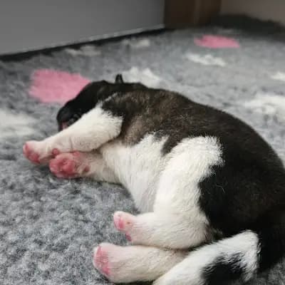 Berq – Amerikanischer Akita Welpe, Baden-Württemberg, 由...饲养 On the highest
