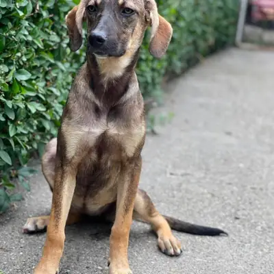 Marianne – Mischling, Im Tierheim Animal Souls e.V.
