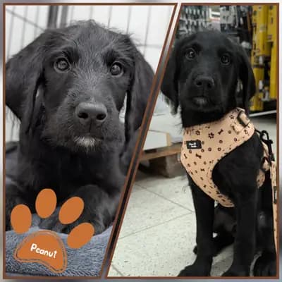Fruit and Veggies – Labradoodle (Labrador x Pudel) Welpe, Niedersachsen, Raised by ChocoDoodle