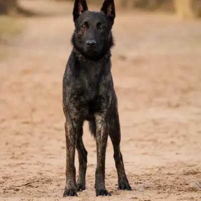 D-Wurf – 荷兰牧羊犬 Wurf, Nordrhein-Westfalen, 由...饲养 Holländische Schäferhunde od Zlaté Sovy