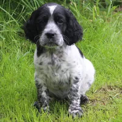 Wunderschöne English setter Welpen mit Stammbaum – English Setter Welpe, Sachsen, 由...饲养 Gordon Setter und englische Setter aus Sachsen