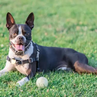 Boston Terrier – Hunderasse