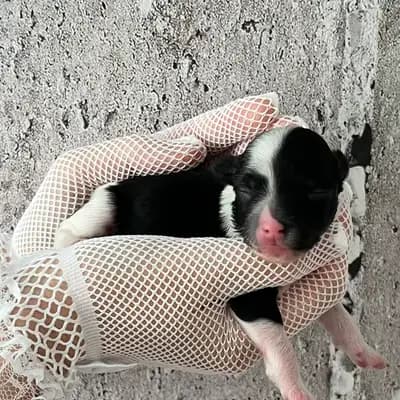 Carlina – Chinese Crested Dog Welpe, Hessen, 由...饲养 Like Ice in the Sunshine