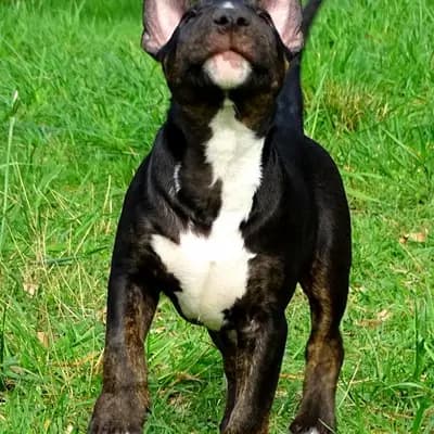 Emil – Miniature Bullterrier Welpe, Niedersachsen, 由...饲养 Kawaakari