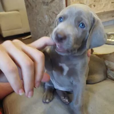 !VERKAUFT! MAILY (kleine Prinzessin) – Weimaraner (kurzhaar) Welpe, Niederösterreich, 由...饲养 Weimaraner aus der Holzgasse