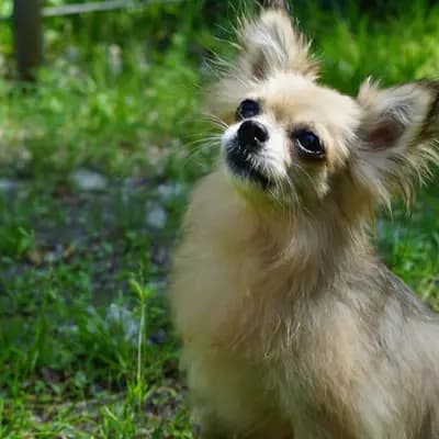 Pixie – chihuahua